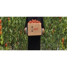 대추 방울토마토 토마토 2kg 산지직송, 소과 2kg (2박스 구매시 5kg발송)