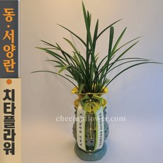 치타플라워 동양난 철골소심(투각분) (dct50-01) 승진 축하 생일 개업 이사 화분 전국 꽃배달, 1개