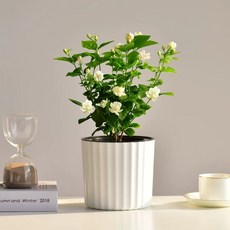 주방 미닫이수납장 부엌장 장식장 진열장 그릇 정리함 흰색 이중단 120x60x30 전체수납, 화분 포함, 세로 줄무늬 물 흡수 레진