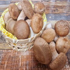 친환경 무농약 경북의 특산물 송향 송화 버섯 SY 500g 1kg, 1개, 버섯 500g