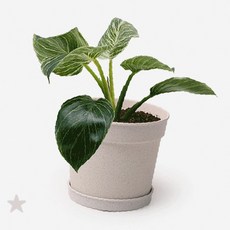 실내 공기정화 식물 화분 미니 사이즈 인테리어 소품 책상 거실 장식 가벼운, 1개, 옐로우