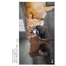 사람이나 짐승이나 깨끗이 해줘야 정이 들지:, 코뮤니타스