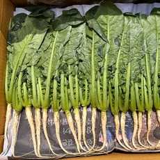 싱싱 국산 열무 어린열무 애기 열무 무청 어린무 열무김치 재료 봄무, 1개, 2kg