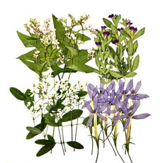 압화종합팩 메밀 쿠페아 다이아 별꽃 압화공예 레진공예 솔체압화