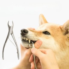테즈카야마 치석 제거 펜치 애견용 고양이용 스테인리스 전체 길이 11CM 동물용, 1개