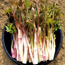 [하루50박스한정] 제철특가 두릅 땅두릅, 1박스, 500g