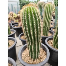 팅커벨 대봉룡(20cm), 1개