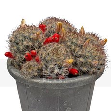 꽃사랑식물나라 송하 군생 금송옥 빨간 열매 꽃피는 선인장 종류 소품 플랜테리어 다육이 공기정화식물