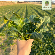 [오토끼마켓] 국내산 농가직배송 남해 세척 시금치, 1kg, 1개