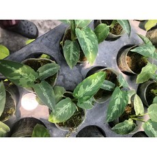 花花世界 室內植物 迷彩洗衣板落檐(小) 2吋盆/高10-20cm/迷彩斑紋, 1個