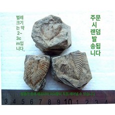 쿠쏘샵 삼엽충 장식품 교구 수집 고생물 장식 암모나이트화석, 2-3cm, 1개