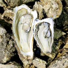 국내산 여수 통영 석화 신선한 산지직송 생굴, 10kg, 1개