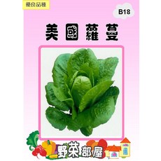 野菜部屋 B18 美國直立萵苣種子 綠蘿蔓 容易栽培, 1包