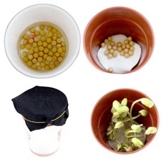 10인용 초등학생 미니콩나물 수경 재배 생물 생장 과학실 자연학습 기르기