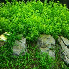 수초하우스) 펄그라스(급성장종), 10개