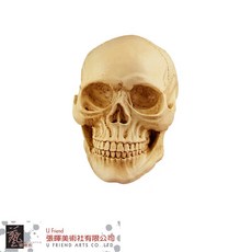 U Friend 仿真骷顱頭, 1個