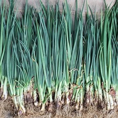 순천 당일수확 쪽파 흙쪽파 파김치용 쪽파, 1박스, 2kg