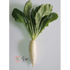 【野菜部屋~】朝陽白玉蘿蔔種子 1斤, 1包