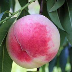 당도가 높고 아삭한 마도카 백도복숭아 1년생 접목 묘목 뿌리묘 1그루 과일나무 유실수 정원수 복숭아나무 심기 [나무야나무야 원예], 1개, 마도카 백도 접목 1년생