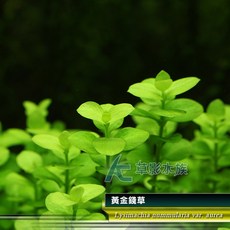 AC草影黃金錢草 (水上葉) 招財水草 不需CO2 魚缸造景水生植物, 1個