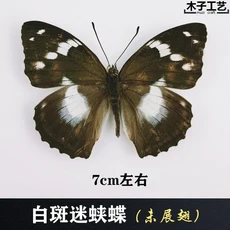 29 신중하게 선택된 나비 표본 실제 곤충 교육 날개 펼쳐지지 않은 홈 장식 여러 스타일, 17 X