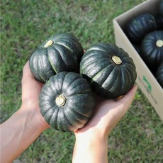 [즉시출고] 미니밤호박 미니단호박 단호박 1kg 2kg 3kg, 1개, 미니밤호박 1kg(2~7개)