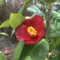 토종붉은동백 애기동백 재래종 라인업 '우리 땅에서 내려온 재래 품종', 실생2년, 1개, 붉은토종동백 20cm~30cm