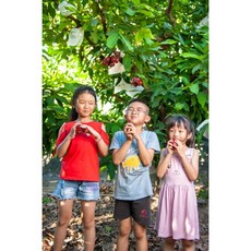 芳興莊園 黑糖芭比蓮霧, 1個, 大果四台斤17-24顆入