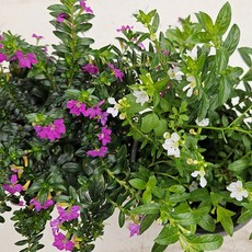 쿠페아 보라+흰색 소품 한세트 봄상품, 1개