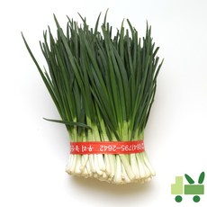 사라상회 깐쪽파 (10단) 10kg, 1박스