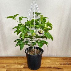 패션프루트나무 백향과나무 백향과묘목 패션프루트묘목 (패션프루트 백향과 시계초나무 패션후르츠묘목 ), 1개