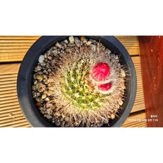 [허니다육]선인장 비수옥