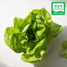 친환경 마음밭 무농약 유러피안 샐러드 채소 1kg 야채 버터헤드 카이피라 3종~4종, 1개