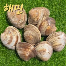 백상합 1kg - 중국산 산지직송 자연산, 1개, 중국산 백상합(중) 1kg(13~18미)