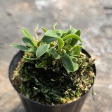 보리혹란 소형난초 희귀 테라리움 오키다리움 목부작 착생식물 플라워소소, 1개