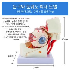 안구모형 눈모형 안과 분리형 각막 탈착식 교육용 의학 교구, 안구