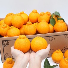 세상모든농부 고당도 제주 노지 한라봉 만감류 가정용, 1박스, 노지 한라봉 10kg 소과