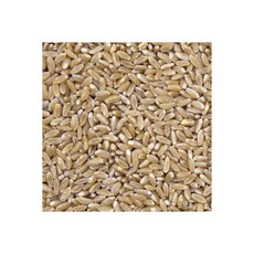 호라산밀 1kg l 고대곡물 이집트쌀 슈퍼푸드 잡곡 지퍼팩 포장, 호라산밀 1kg l 고대곡물 이집트쌀 슈퍼푸드 잡곡 l