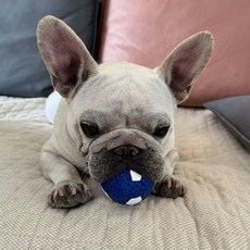 큐트스마트 강아지 삑삑이 라텍스 볼, 1개, 블루