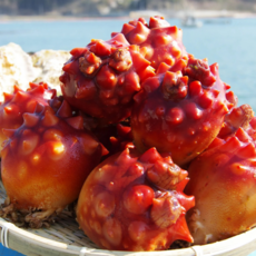 [대량구매] 통영 대용량 활 멍게 대사이즈 손질 깐멍게, 1박스, 활 통멍게 대사이즈 5kg(1kg당 5-9미 내외)