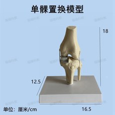무릎 관절 모델 인체모형 인체 뼈 모형 해부학 교육 교육용 무릎관절, B. 단구획 교체