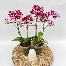 미니호접란 크라운 쌍대 2개발송 서양란 꽃 장기개화 다년초 제이팜, 1세트