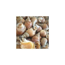 동해안 자연산 활 백골뱅이 1kg 소 (35-45미)
