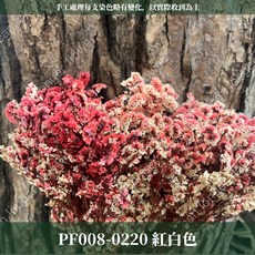 CANLONGER FLOWER 水晶花, 0220紅白(漸層),原裝(超取會修剪適合裝箱尺寸), 1個
