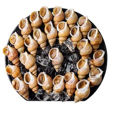 당일조업 동해안 자연산 활 백골뱅이 백고동, 1개, 1kg(소)