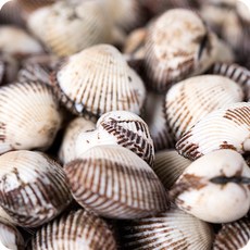 벌교 꼬막 제철 당일조업 산지직송 새꼬막 특대, 1개, 상 1kg(90알 내외)