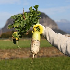 [최상급 제주 월동무] 달달 아삭한 제철 햇무 겨울 제주 월동무, 1세트, 제주 월동무3kg (3개 내외)