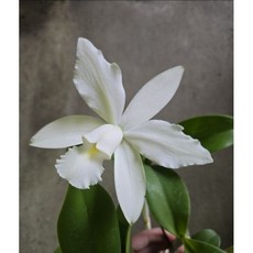 嘉德麗雅蘭 cattleya violacea alba 國外進口母本 2.5吋成株 可開花