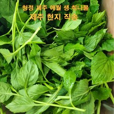 국산 제주 생취나물 산지직송 당일수확, 1개, 4kg