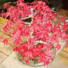 충주원예조경 / 출성성단풍 / 삽목2년 / 1등묘, 1개